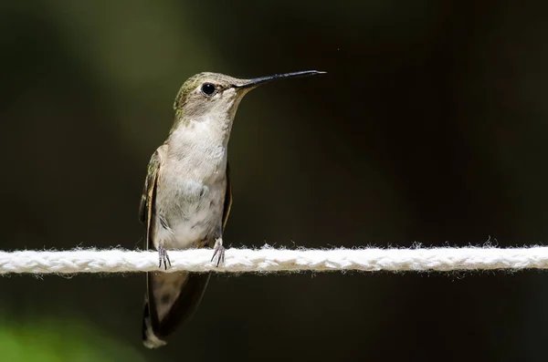 Leclanchers Hummingbird Zat Een Stuk Wit Waslijn — Stockfoto