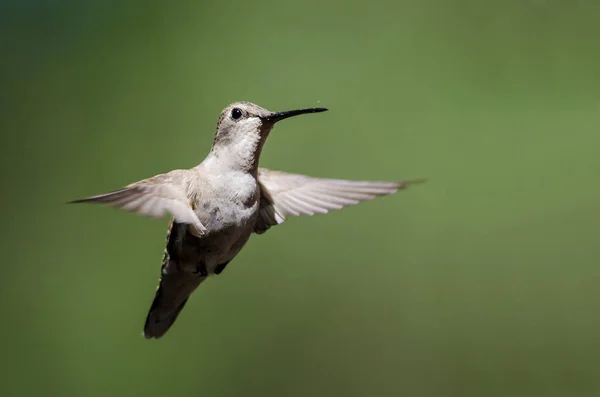 Hummingbird Nero Volo Profondità Nella Foresta — Foto Stock