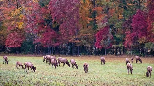 Herd Elk Grazing Quietly Beautiful Autumn Morning — Stock Photo, Image