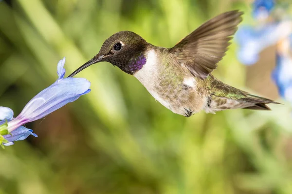 Colibri Tête Noire Recherche Nectar Parmi Les Fleurs Bleues Images De Stock Libres De Droits