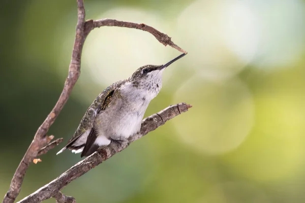 Ruby Throated Hummingbird Деликатно Сидел Ветке Тонкого Дерева Стоковое Изображение
