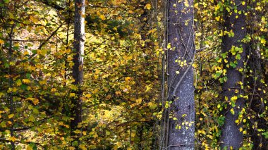 Yeşil Ormanın derinliklerinde Güz 'ün Çarpıcı Renkleri