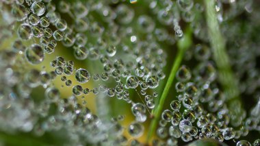 Örümcek ağının iplikçiklerine yapışan küçük çiy damlalarındaki yansımalar