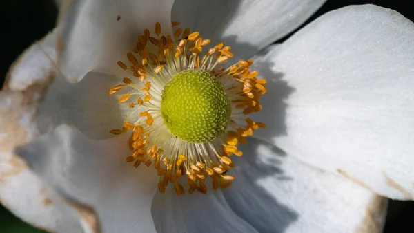 Orange Stamen Growing Center White Flower — Stock Photo, Image