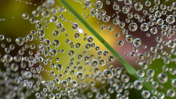 Reflections Tiny Drops Dew Clinging Strands Spider Web — Fotografia de Stock