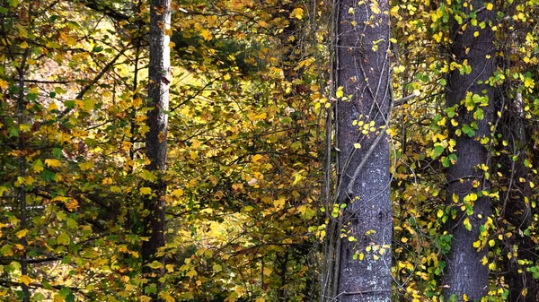 Impresionantes Colores Otoño Ocultos Profundo Del Bosque Verde —  Fotos de Stock