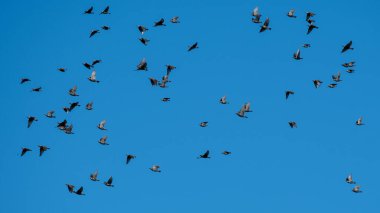 Avrupa Sığırcık Sürüsü Mavi Gökte Uçuyor