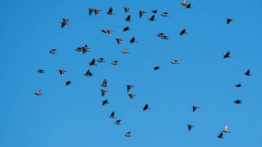 Avrupa Sığırcık Sürüsü Mavi Gökte Uçuyor