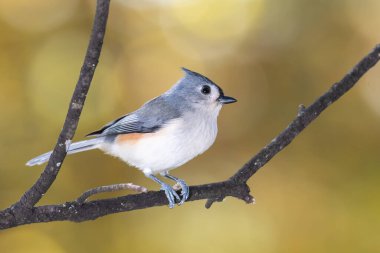 Bir sonbahar dalına tünemiş Titmouse