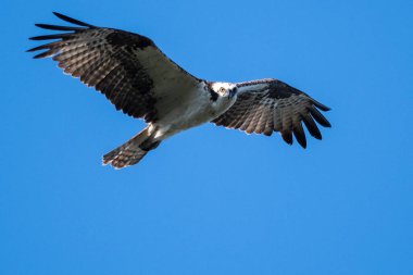 Lone Osprey Mavi gökyüzünde uçarken doğrudan göz teması kuruyor.