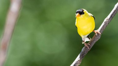 Amerikan ispinozu Ağaç dalında dinleniyor