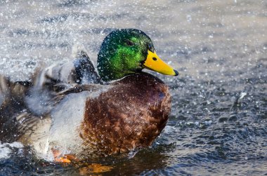 Mallard Duck Serin ve Ferahlatıcı Su 'da Oynuyor ve Sıçrıyor