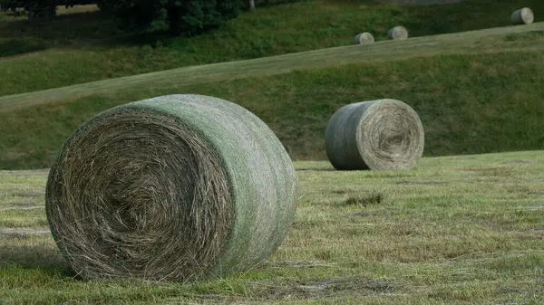 Appalachian Dağlarının eteklerinde hasat.