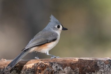 İnce bir dala nazikçe tünemiş Titmouse