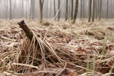 Çek Cumhuriyeti 'nin sonbahar ormanlarındaki ağaçların arasında gizemli bir sis var..