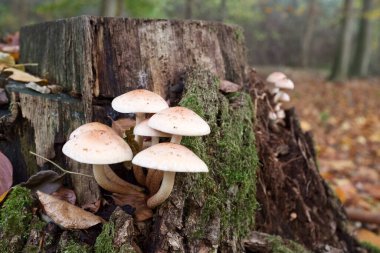 Mantarın yakın plan fotoğrafı. Yıl boyunca devrilmiş kütükler ya da yaprak döken ağaçların kütükleri üzerinde düşünülmüş..