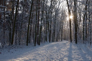 Kış çam ormanında gün batımı ya da gün doğumu karla kaplı. Güneş ışınlarının içinden geçtiği sıra sıra çam ağaçları. Kar yağışıweather condition.