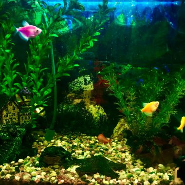 Akvaryum balığı su altı dünyası.