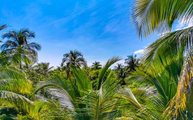 Zicatela Puerto Escondido Oaxaca Meksika 'da Hindistan cevizi ve mavi gökyüzü arka planlı tropik doğal Meksika palmiyesi..