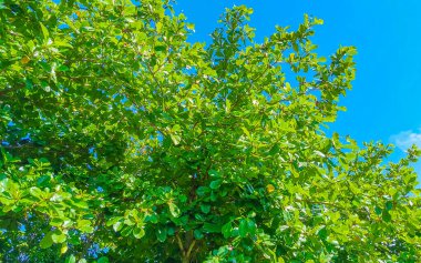 Tropik Meksika Karayip plaj ağaçları ve orman ormanlarında köknar ağaçları Playa del Carmen Quintana Roo Meksika 'da bulutlu mavi gökyüzü.