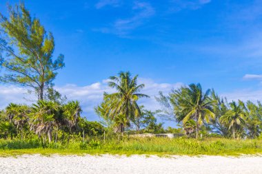 Tropik Meksika Karayip plaj ağaçları ve orman ormanlarında köknar ağaçları Playa del Carmen Quintana Roo Meksika 'da bulutlu mavi gökyüzü.