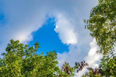 Tropik Meksika Karayip plaj ağaçları ve orman ormanlarında köknar ağaçları Playa del Carmen Quintana Roo Meksika 'da bulutlu mavi gökyüzü.