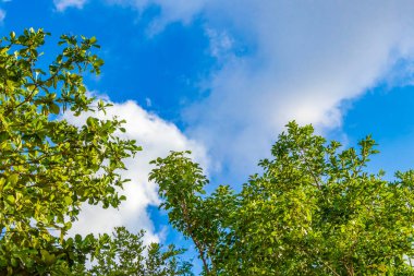 Tropik Meksika Karayip plaj ağaçları ve orman ormanlarında köknar ağaçları Playa del Carmen Quintana Roo Meksika 'da bulutlu mavi gökyüzü.