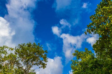 Tropik Meksika Karayip plaj ağaçları ve orman ormanlarında köknar ağaçları Playa del Carmen Quintana Roo Meksika 'da bulutlu mavi gökyüzü.