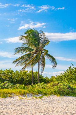 Tropik Meksika Karayip plaj ağaçları ve orman ormanlarında köknar ağaçları Playa del Carmen Quintana Roo Meksika 'da bulutlu mavi gökyüzü.
