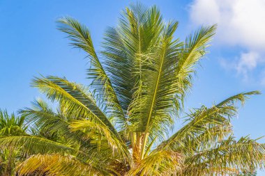 Tropik Meksika Karayip plaj ağaçları ve orman ormanlarında köknar ağaçları Playa del Carmen Quintana Roo Meksika 'da bulutlu mavi gökyüzü.