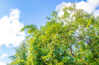 Tropik Meksika Karayip plaj ağaçları ve orman ormanlarında köknar ağaçları Playa del Carmen Quintana Roo Meksika 'da bulutlu mavi gökyüzü.
