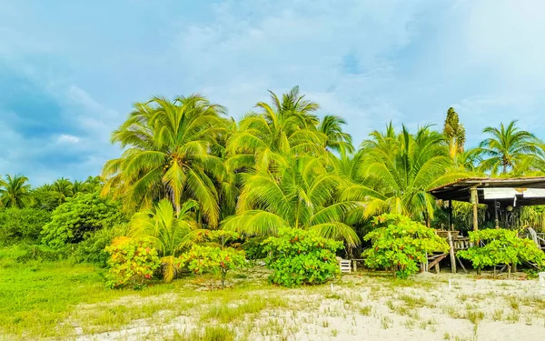Пальмовые Деревья Зонтики Солнцезащитные Очки Пляжного Курортного Отеля Мексиканском Пляже — стоковое фото
