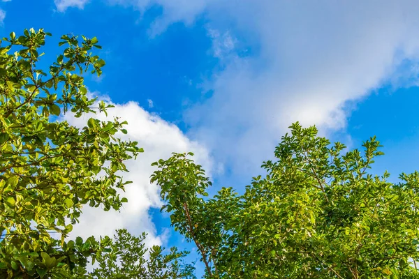 Tropik Meksika Karayip plaj ağaçları ve orman ormanlarında köknar ağaçları Playa del Carmen Quintana Roo Meksika 'da bulutlu mavi gökyüzü.