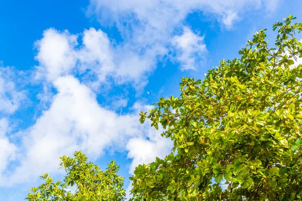 Tropik Meksika Karayip plaj ağaçları ve orman ormanlarında köknar ağaçları Playa del Carmen Quintana Roo Meksika 'da bulutlu mavi gökyüzü.