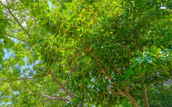 熱帯メキシコのカリブ海のヤシの木と プラヤデルカルメンキンタナ メキシコの曇った青い空を持つジャングルの森の自然のモミの木 — ストック写真