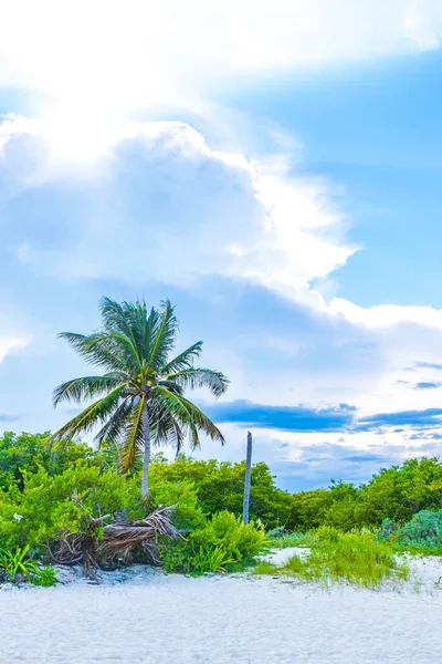 Tropische Karibische Strandpalmen Und Tannen Dschungel Waldnatur Mit Wolkenlosem Blauem — Stockfoto