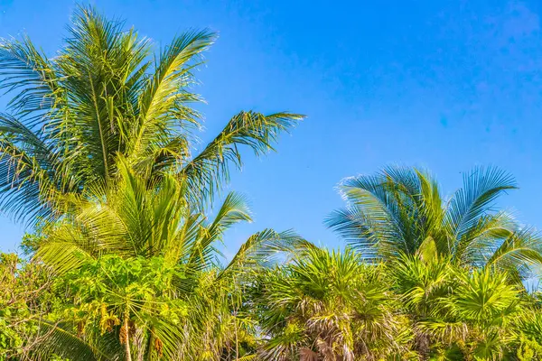 Tropikalna Meksykańska Karaibska Plaża Palmy Jodły Dżungli Las Natura Zachmurzonym — Zdjęcie stockowe