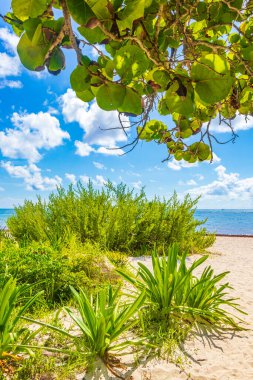 Tropik Meksika Karayip plaj ağaçları ve orman ormanlarında köknar ağaçları Playa del Carmen Quintana Roo Meksika 'da bulutlu mavi gökyüzü.