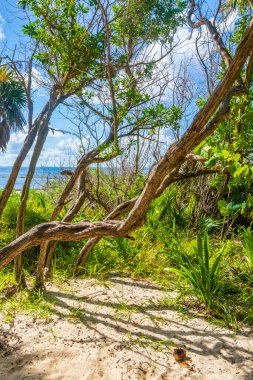 Tropik Meksika Karayip plaj ağaçları ve orman ormanlarında köknar ağaçları Playa del Carmen Quintana Roo Meksika 'da bulutlu mavi gökyüzü.