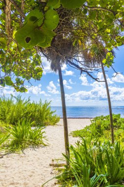 Tropik Meksika Karayip plaj ağaçları ve orman ormanlarında köknar ağaçları Playa del Carmen Quintana Roo Meksika 'da bulutlu mavi gökyüzü.