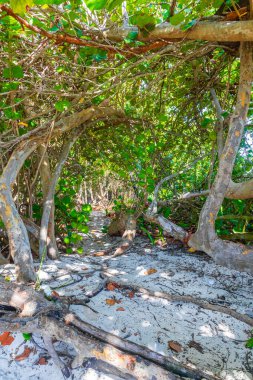 Tropik Meksika Karayip plaj ağaçları ve orman ormanlarında köknar ağaçları Playa del Carmen Quintana Roo Meksika 'da bulutlu mavi gökyüzü.