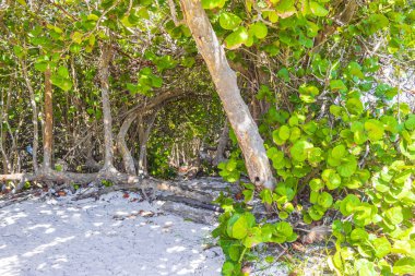 Tropik Meksika Karayip plaj ağaçları ve orman ormanlarında köknar ağaçları Playa del Carmen Quintana Roo Meksika 'da bulutlu mavi gökyüzü.