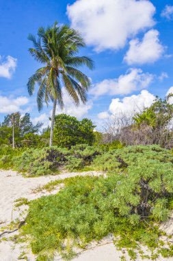 Tropik Meksika Karayip plaj ağaçları ve orman ormanlarında köknar ağaçları Playa del Carmen Quintana Roo Meksika 'da bulutlu mavi gökyüzü.