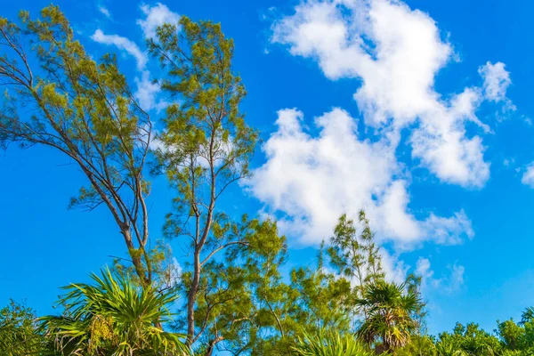 Тропические Мексиканские Пляжные Пальмы Ели Джунглях Природа Облачным Голубым Небом — стоковое фото