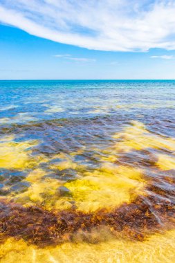 Playa del Carmen Meksika 'da turkuvaz mavisi berrak sulara sahip tropik Meksika Karayip sahili manzarası..