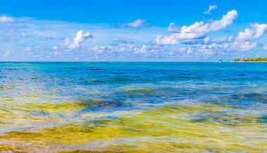 Playa del Carmen Meksika 'da turkuvaz mavisi berrak sulara sahip tropik Meksika Karayip sahili manzarası..