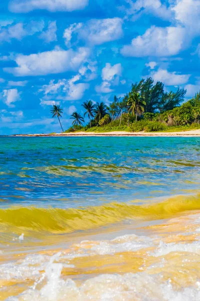 墨西哥普莱亚德尔卡门的热带美洲驯鹿海滩景观全景 蓝水清澈碧绿 — 图库照片