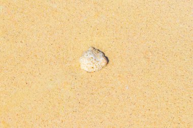 Playa del Carmen Quintana Roo 'daki kumsalda deniz kabukları ve mercanlar..