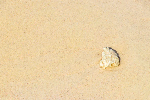 Stenar Skal Och Koraller Stranden Sand Playa Del Carmen Quintana — Stockfoto