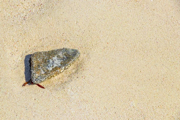 Stenar Skal Och Koraller Stranden Sand Playa Del Carmen Quintana — Stockfoto